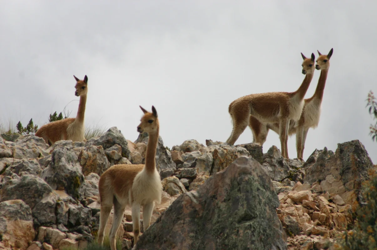 Marisol'S Visit To Suasi Island (Lake Titicaca) 6 vicunas21