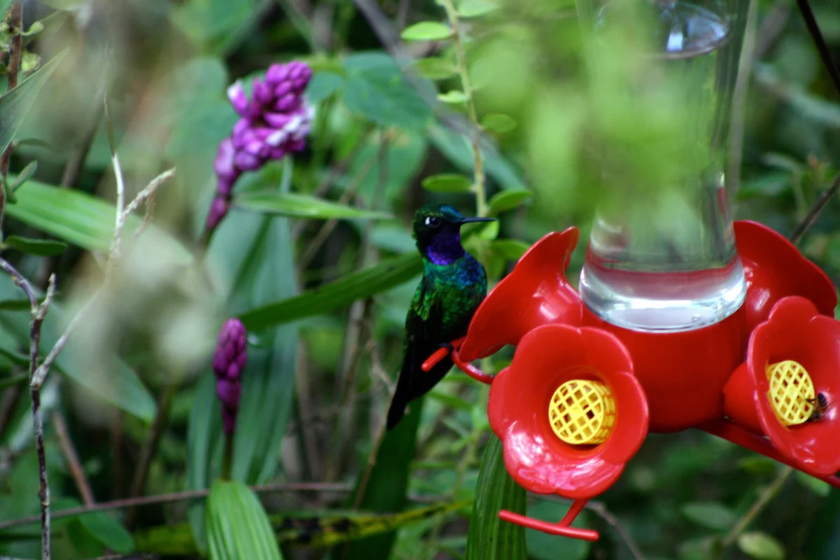 kentitambo chachapoyas accommodation hummingbird