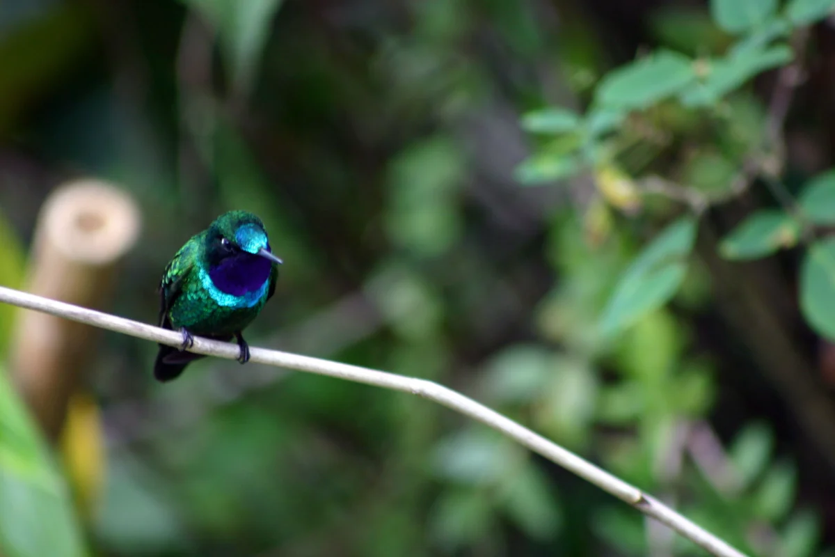 kentitambo chachapoyas accommodation hummingbird2