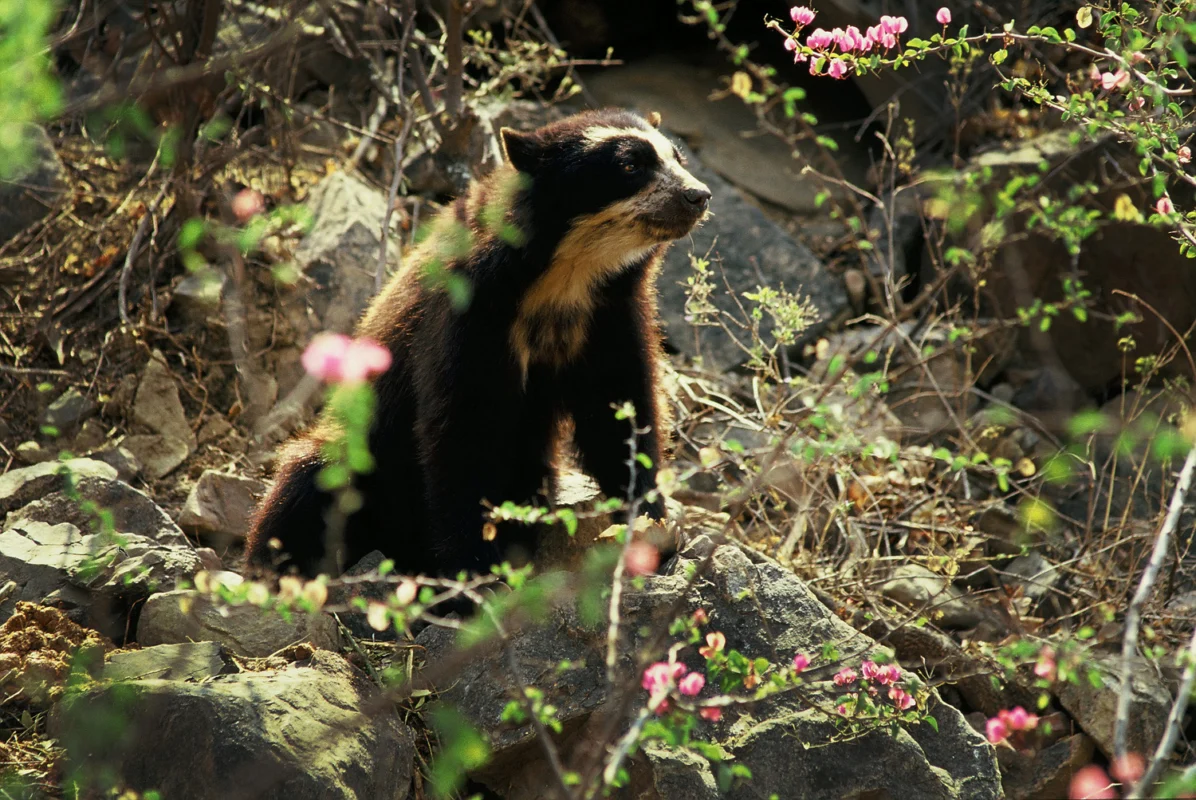 The Northern Circuit: Tying Together Destinations In Northern Peru 10 chaparri-Spectacled-Bear