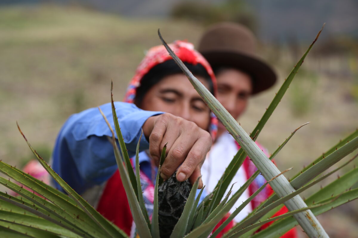 Lamay Community, Sacred Valley