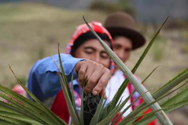 Lamay Community, Sacred Valley