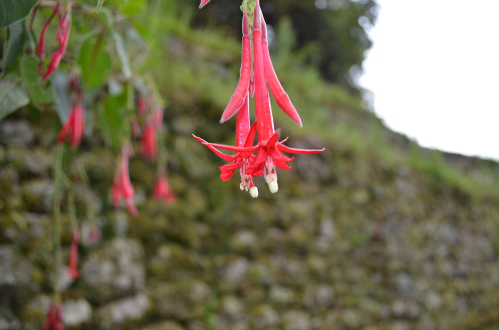 Inca Trail In Peru: 6 Unexpected Highlights 3 Inca Trail in Peru - flowers along the way