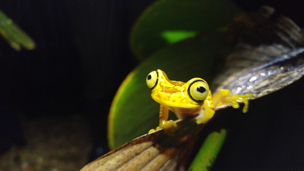 Mashpi Lodge Ecuador - Mashpi frog
