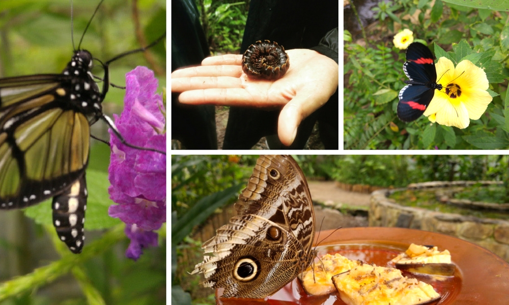 Mashpi Lodge Ecuador - butterflies and other critters