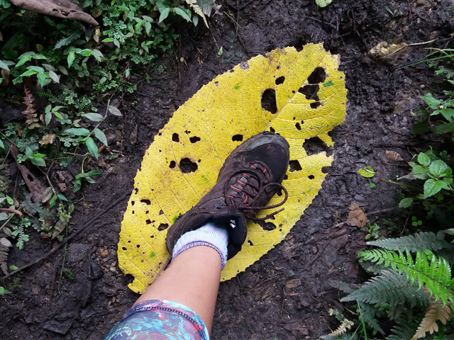 Big leaf yumbilla waterfall