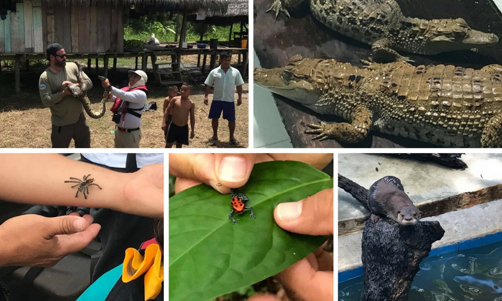 Aria Amazon cruise animals