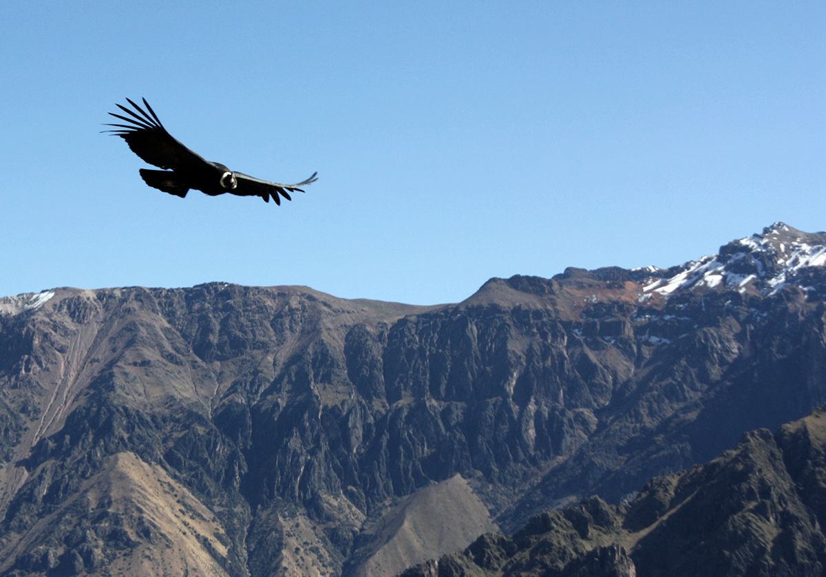 colca canyon condors