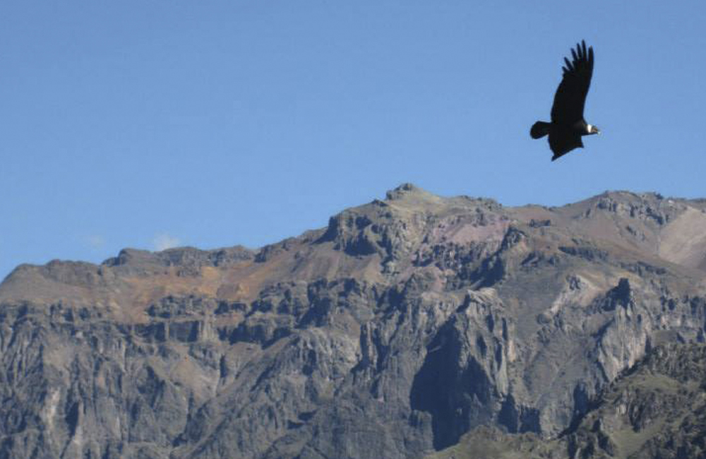 colca canyon condors