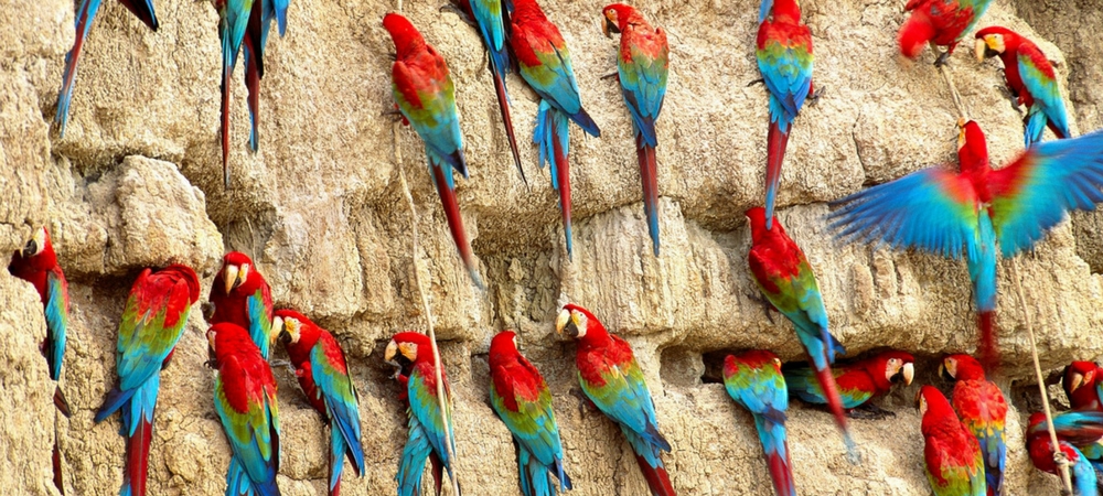2018 travel macaws
