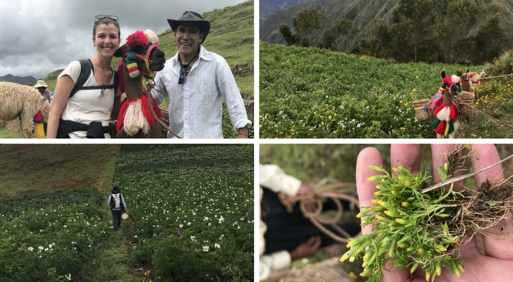 cultural hike peru (1)
