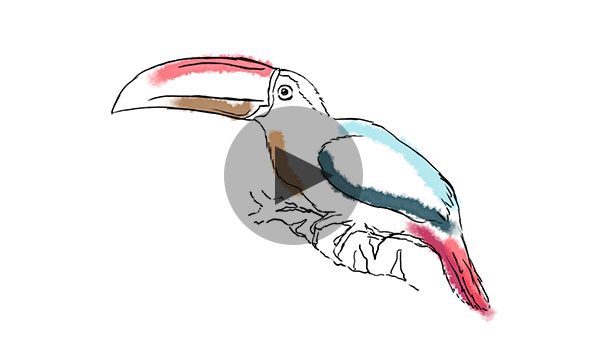 Aracari'S New Look 3 Foto aracari video