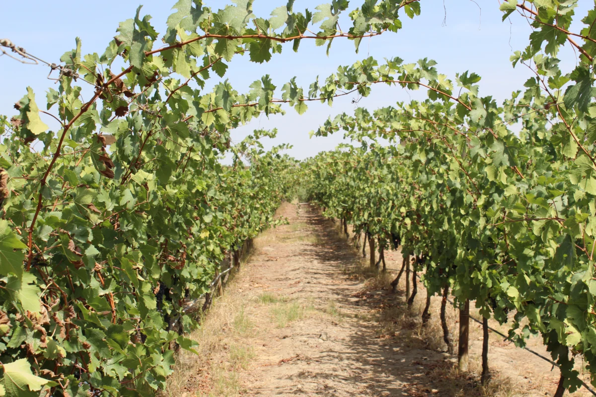 San Nicolas winery