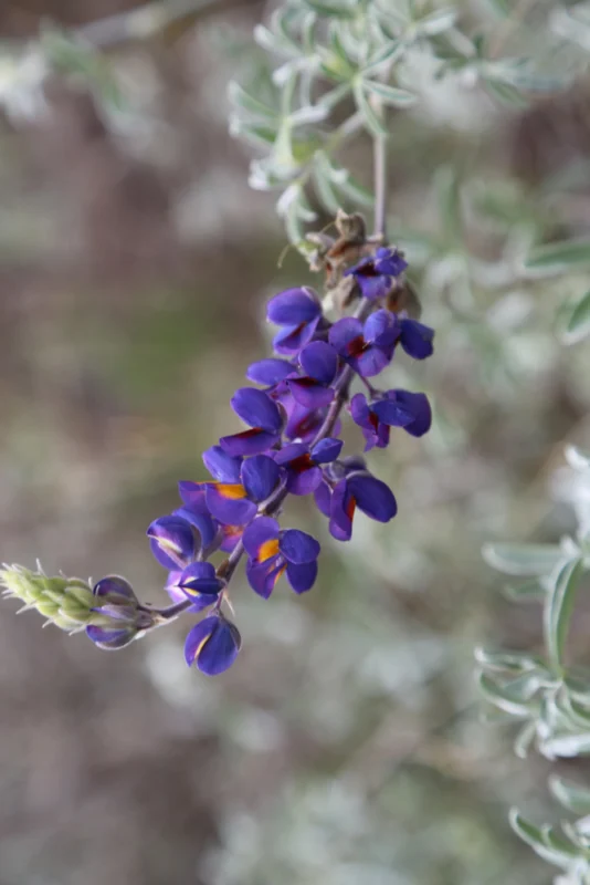 Inca Trail Alternatives: Ancascocha Trek 7 6Ancascocha flower