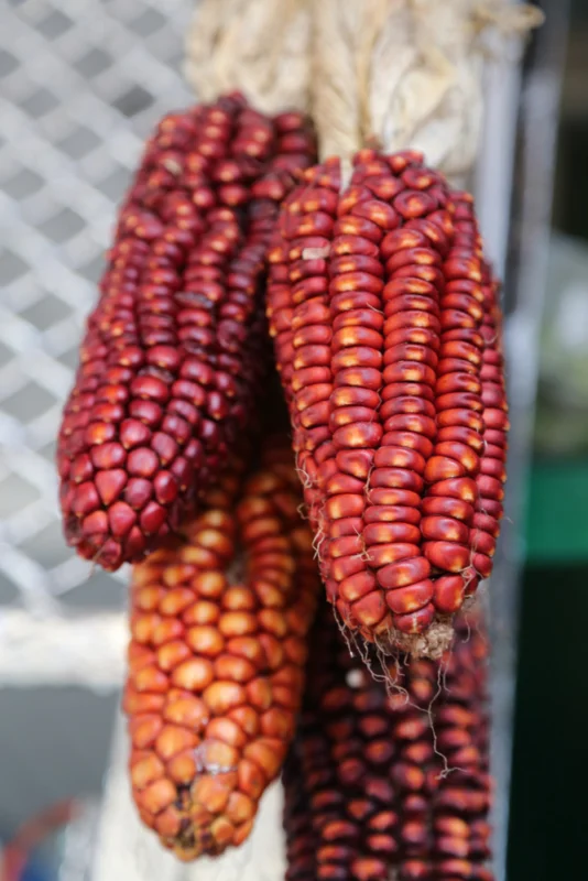 Things To Do In Lima 7 Lima purplecorn