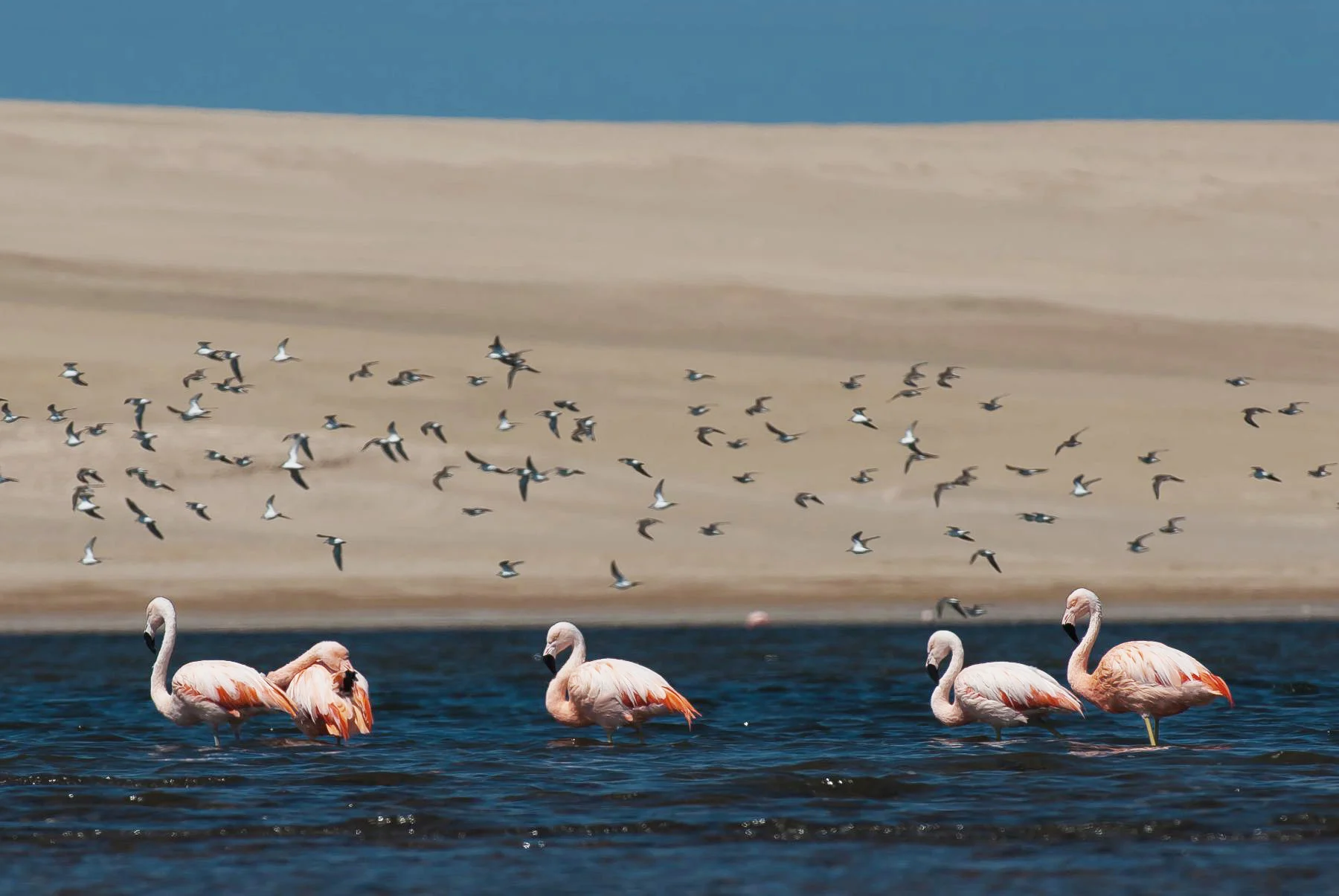 paracas