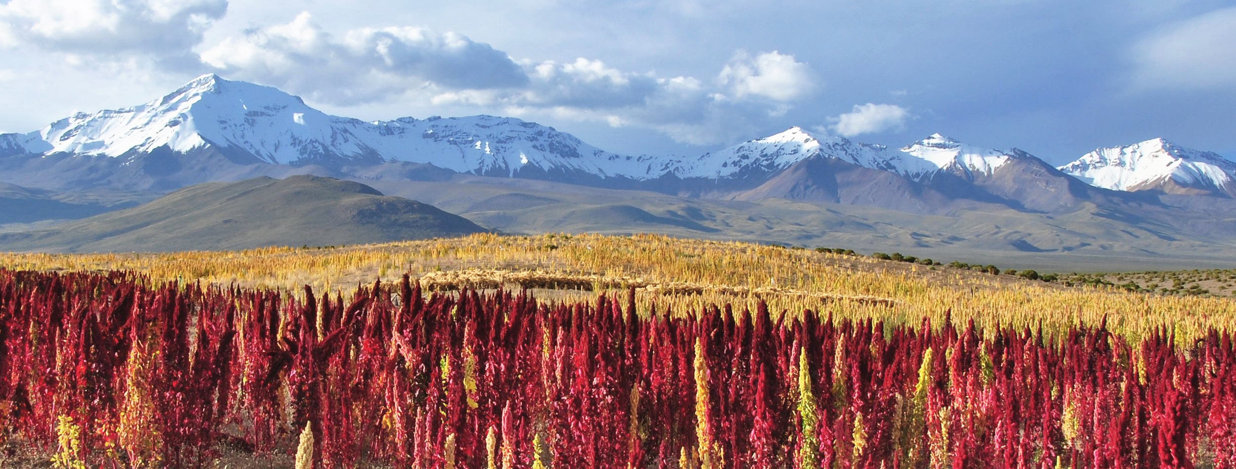 Campo de Quinua quinoa peruvian quinoa crops peru 2