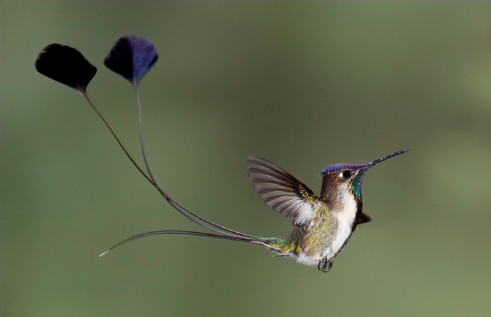 Colibrí cola de espátula
