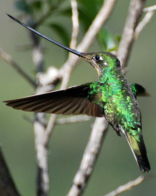 bird at Kentitambo