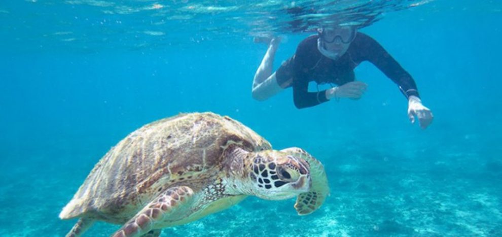 A Guide To Peru’s Northern Beaches 4 El Ñuro North peru beaches turtles nature