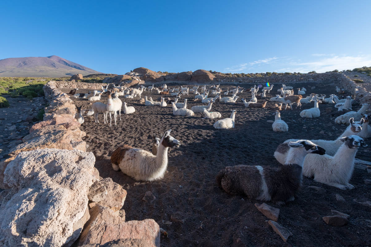 Your Guide To Navigating The Salar De Uyuni 5 Salar Uyuni Bolivia camelids