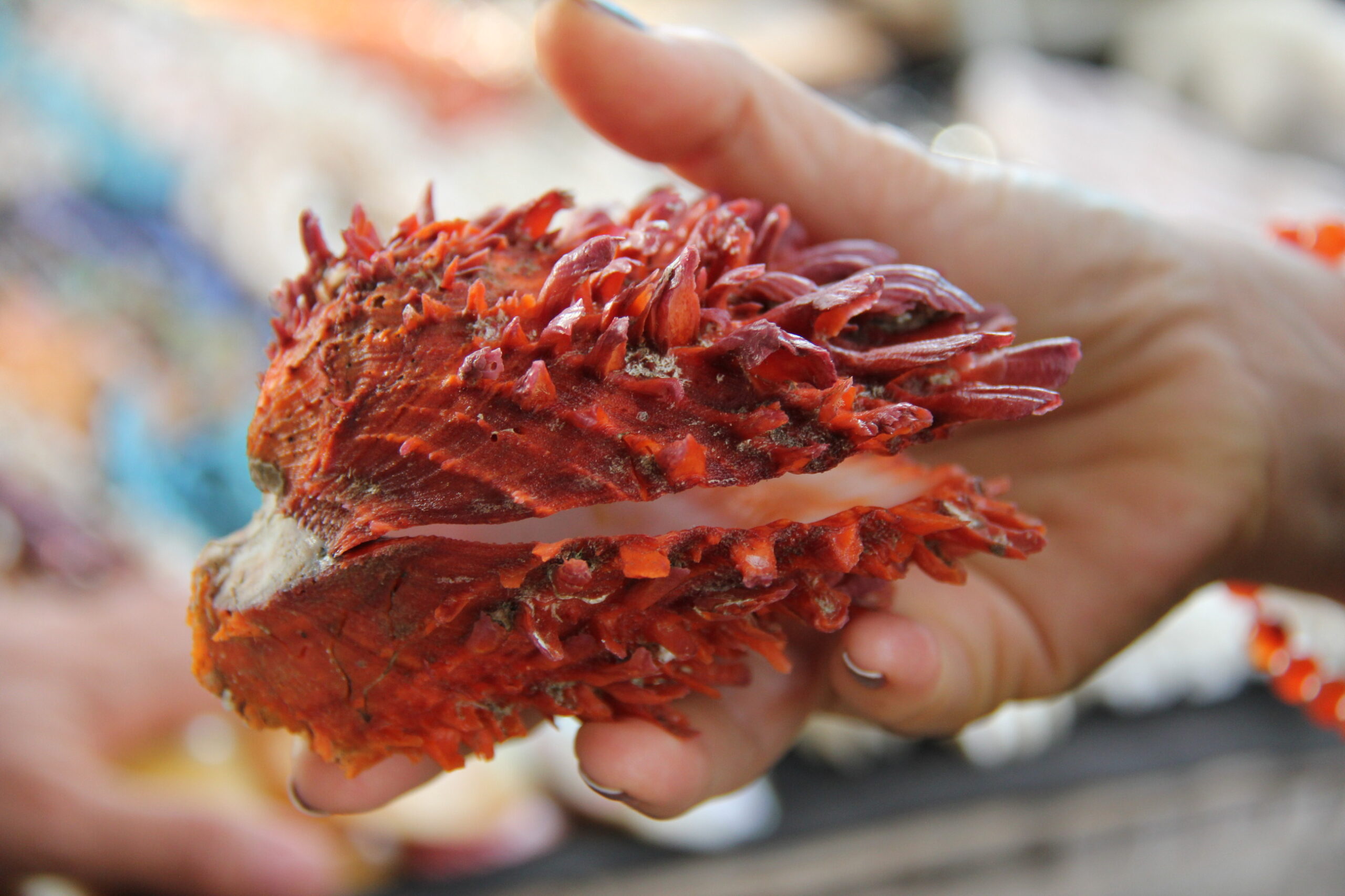 A Guide To Peru’s Northern Beaches 9 Spondylus pacific ocean peru beaches nature wildlife scaled