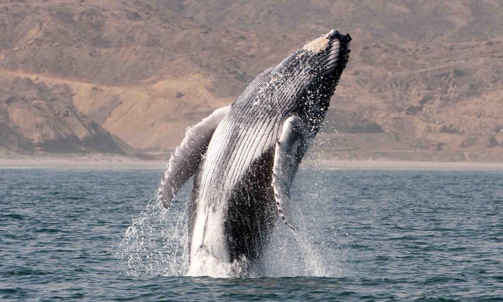 Whales whale in Peru wildlife beaches peruvian sea