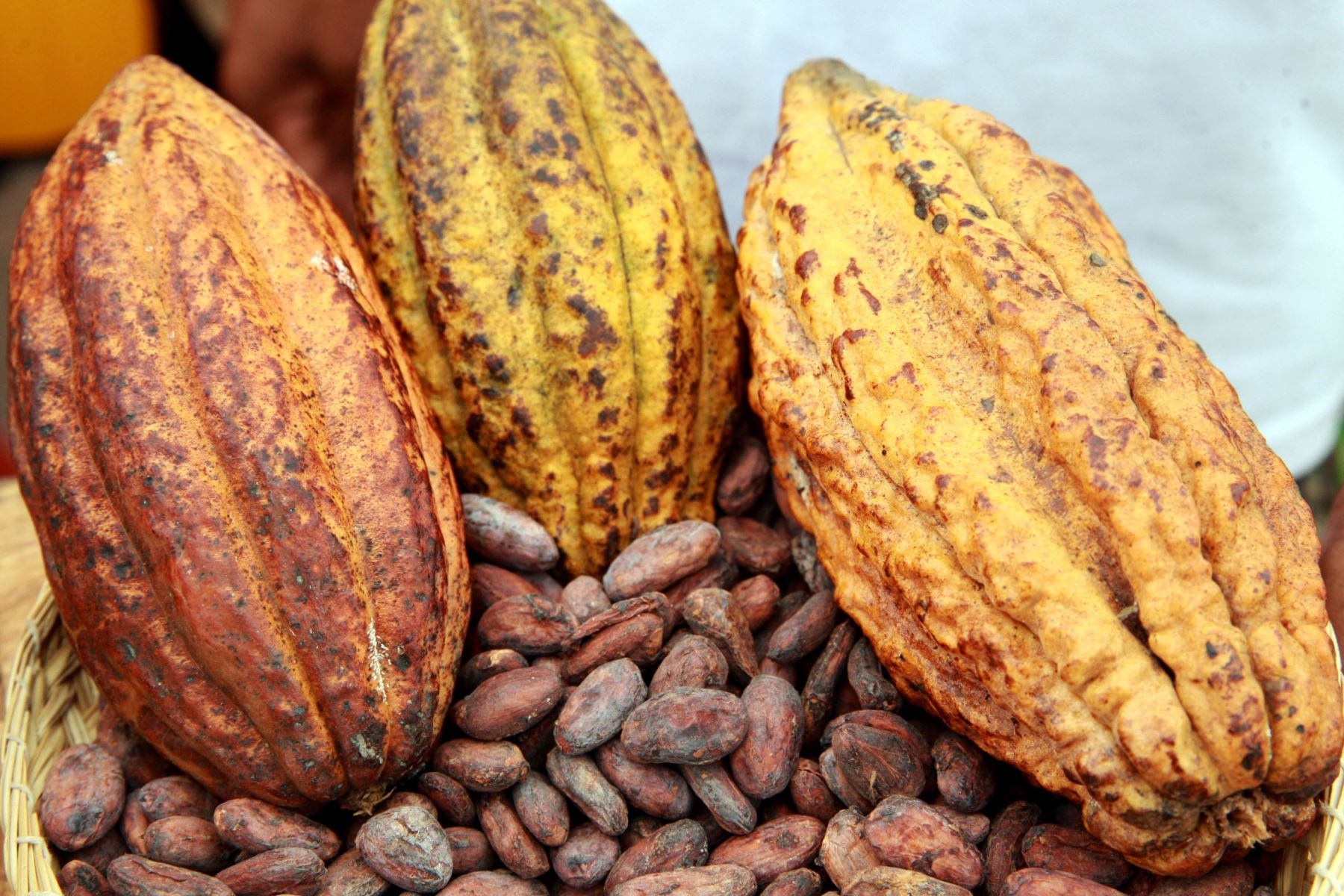 A Guide To Unique Peruvian Crops 10 cacao