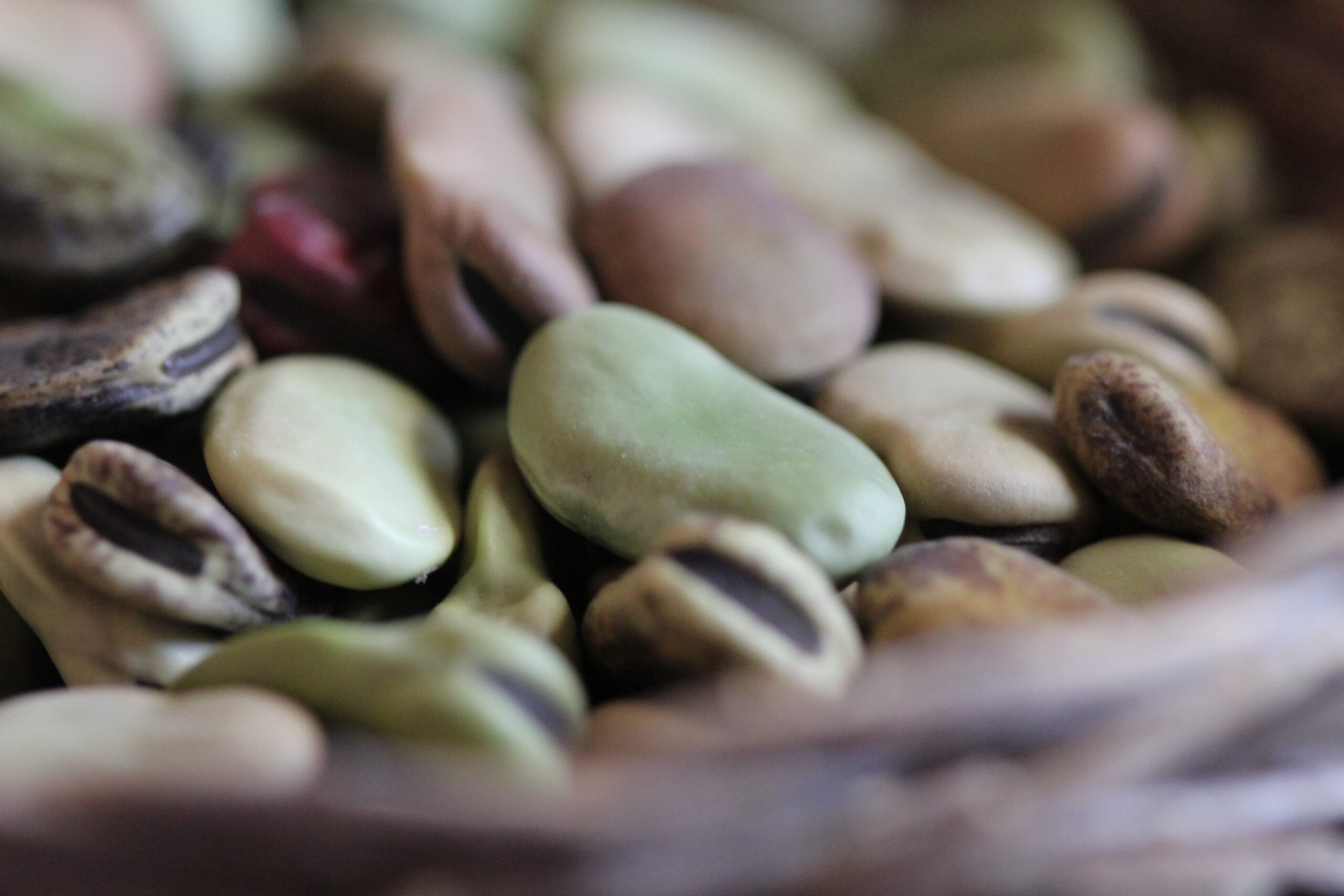 A Guide To Unique Peruvian Crops 9 habas habas andinas peru scaled