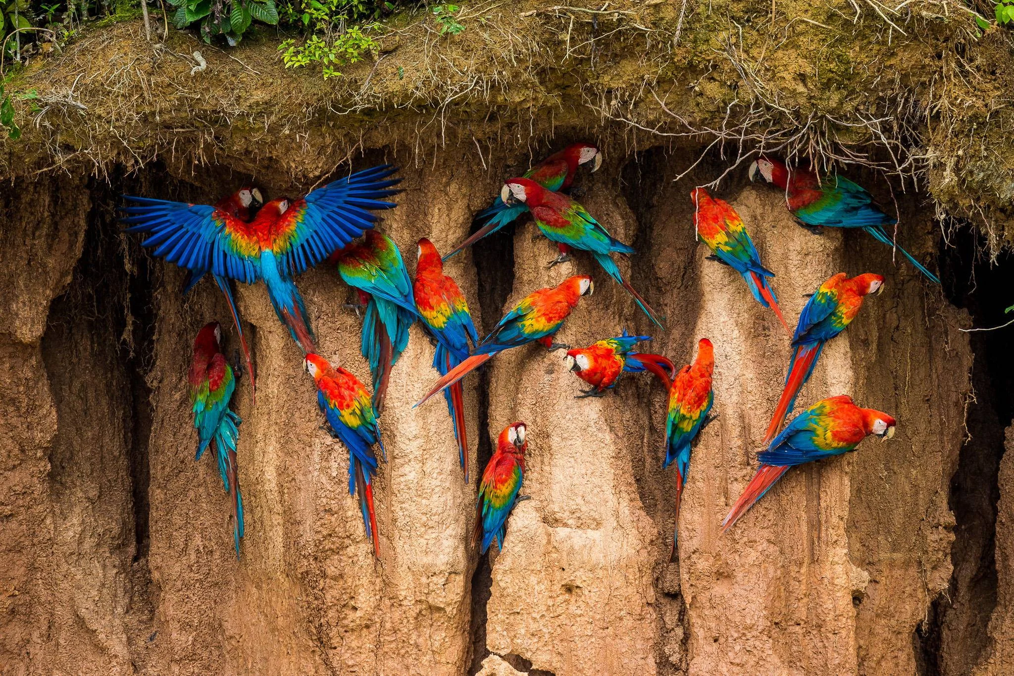 Macaw Clay lick at Tambopata