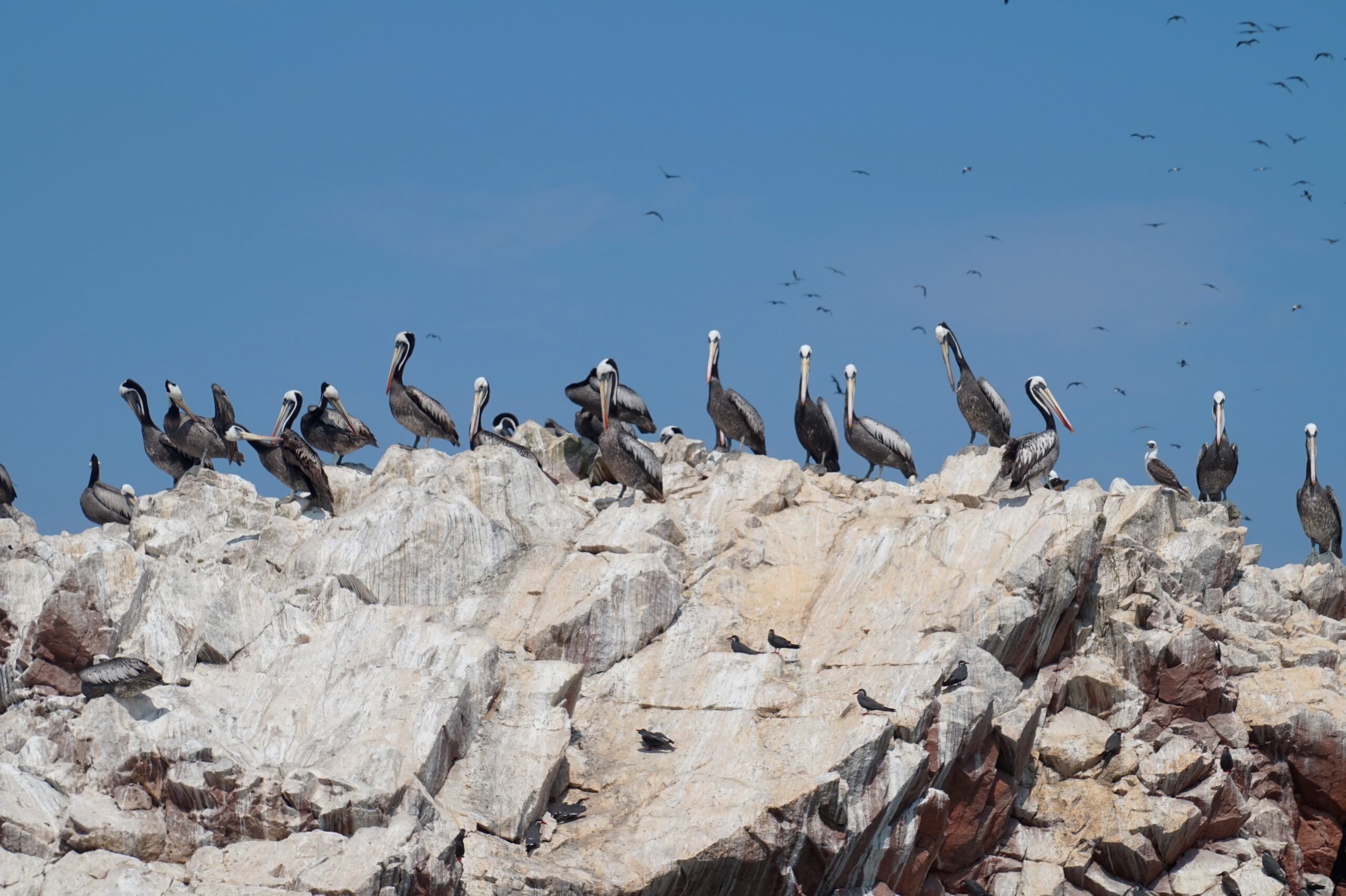 pelicans birwatching paracas national reserve peru sea fauna scaled