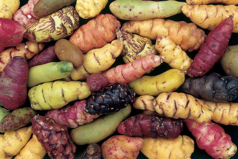 A Guide To Unique Peruvian Crops 13 Peruvian Potatoes