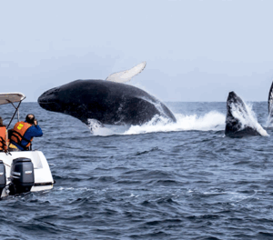 A Guide To Peru’s Northern Beaches 6 whalewatching peru whales 1