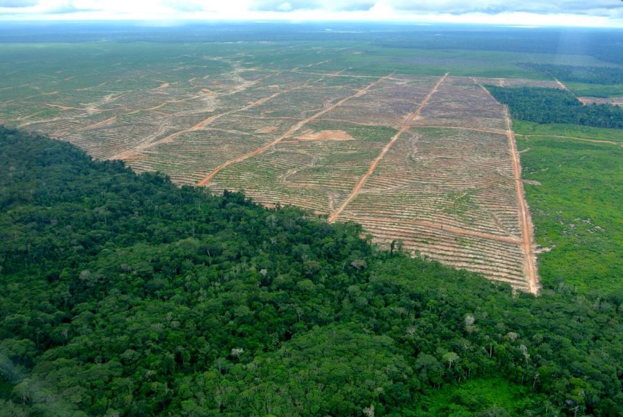 Sustainability In The Amazon 4 Peru Amazonas