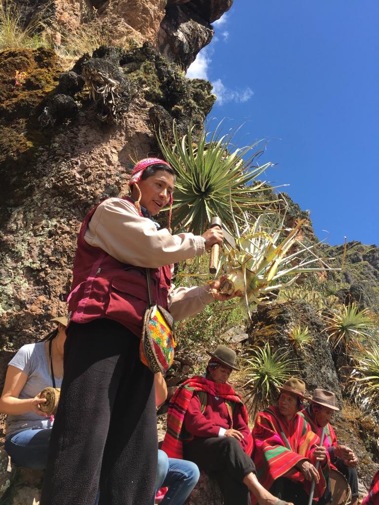 achupalla experience 1