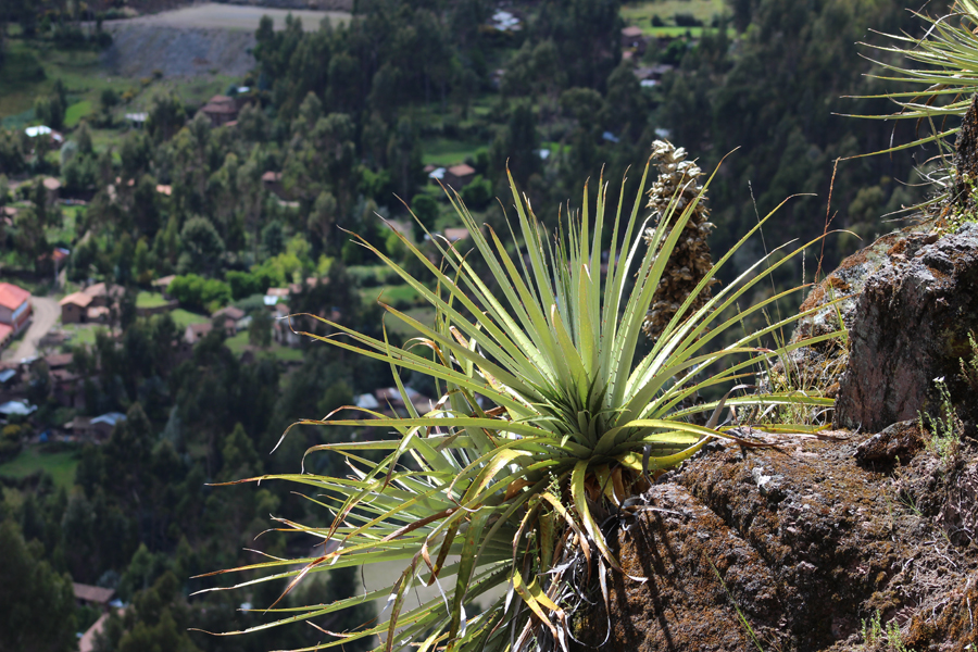 Community Based Tourism In Peru: The Achupalla Experience 10 achupalla plant