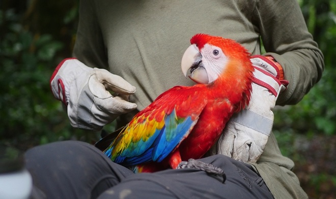 Sustainability In The Amazon 7 endangered macaw in the Amazon