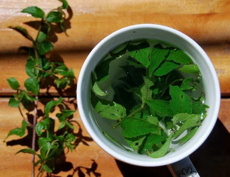 Muña e1561665591295