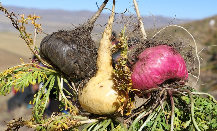 maca5