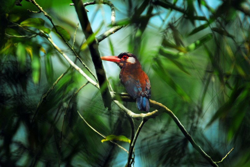 Explore The Peruvian Amazon With Aqua Expeditions’ New Vessel 5 White Eared Jacamar