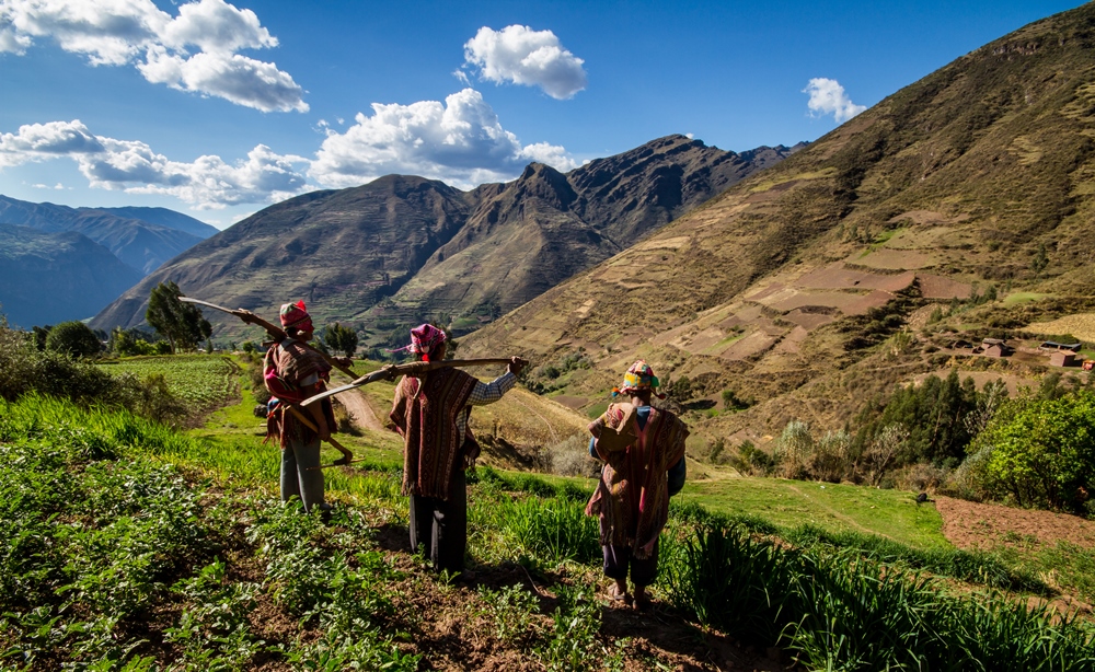 A Guide To Peruvian Potatoes 9 cusco huayllafara