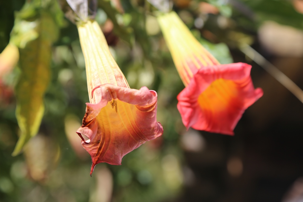 inca trail flower
