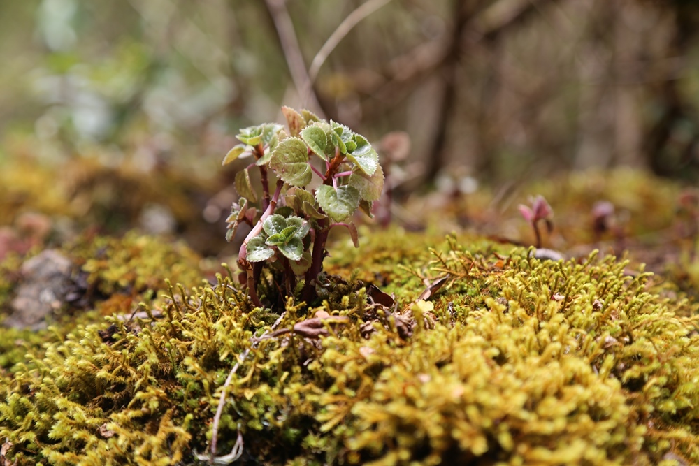 inca trail moss