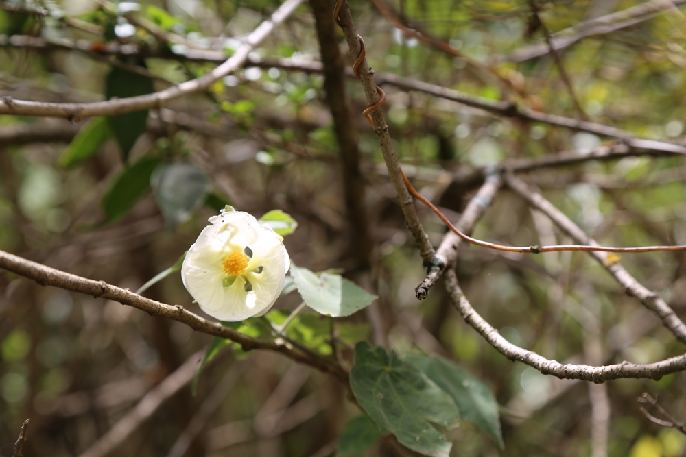 inca trail white flower