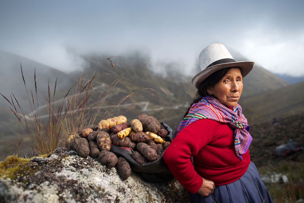 A Guide To Peruvian Potatoes 2 juana panduro potatoes 1