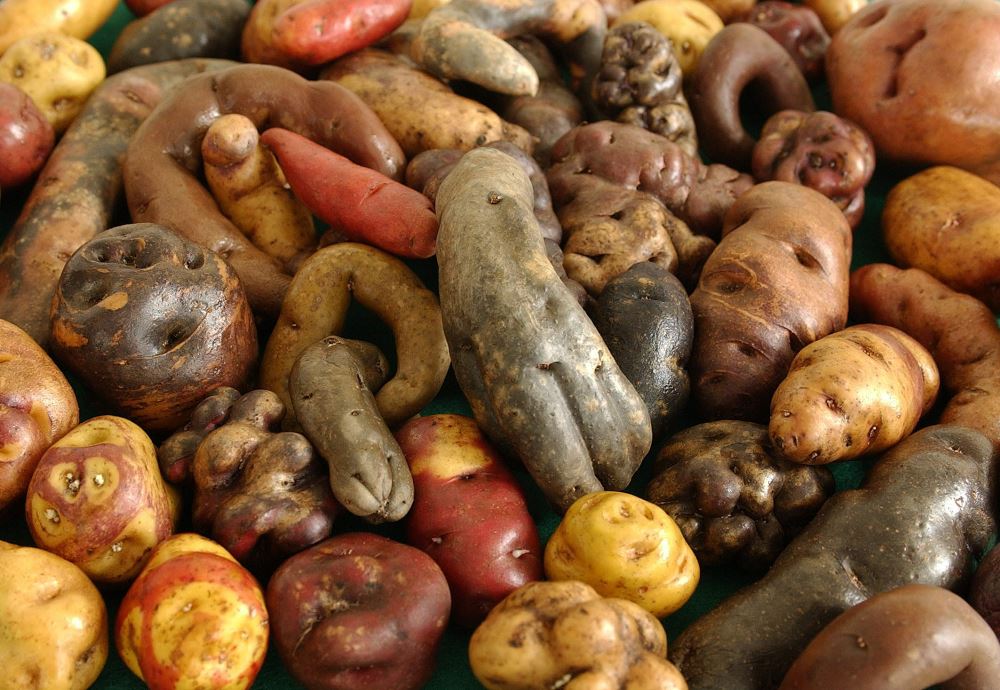 A Guide To Peruvian Potatoes 8 peruvian potatoes2
