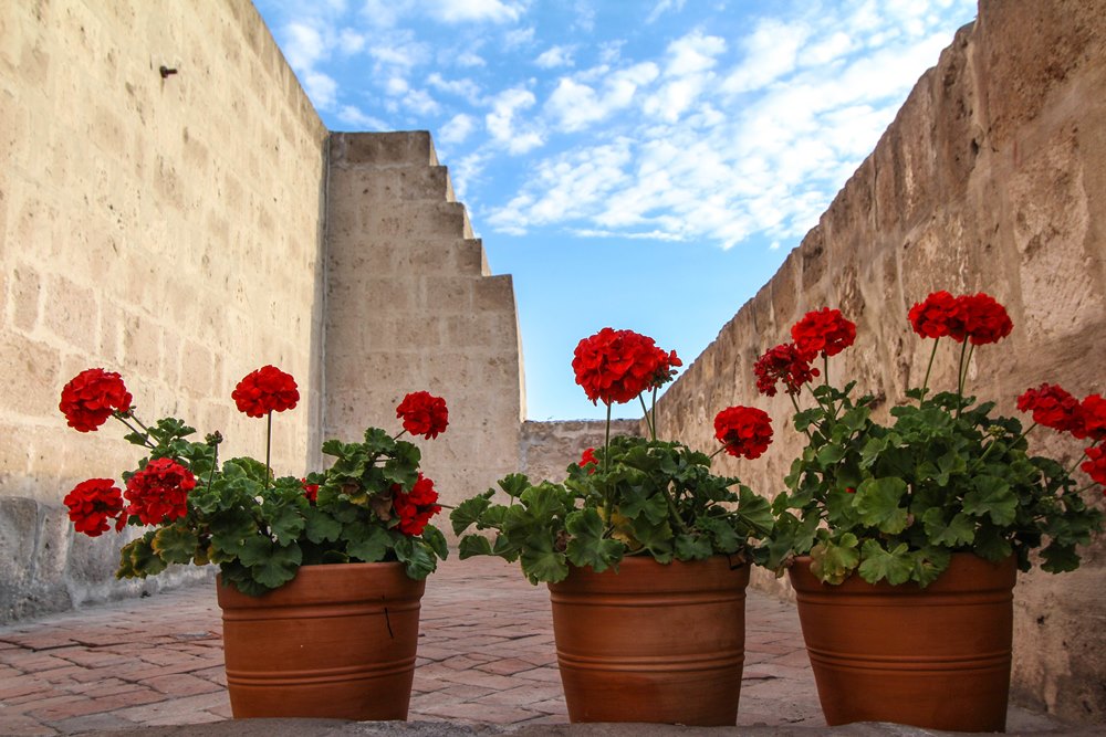 Your Guide To Things To Do In Arequipa And Colca Canyon 3 santa catalina flowers
