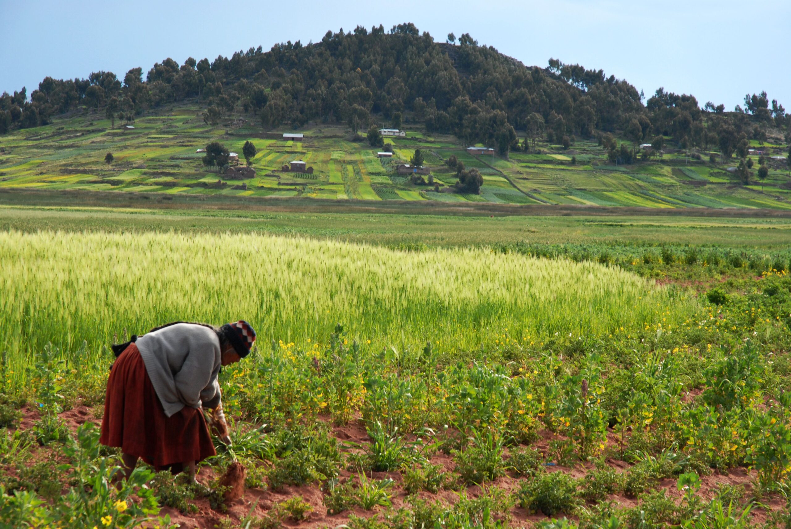 local-people-Titilaka-crops