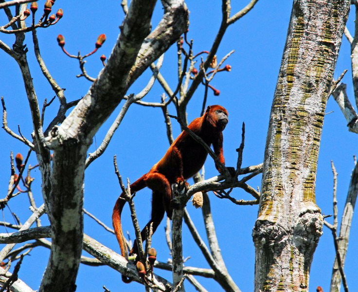 Top Tips For Traveling With Kids In Peru And Beyond 10 Howler Monkey