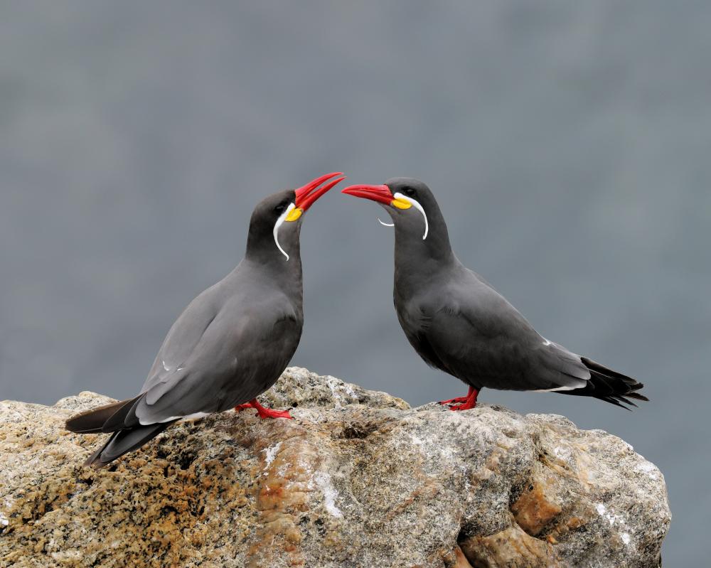 Inca Tern